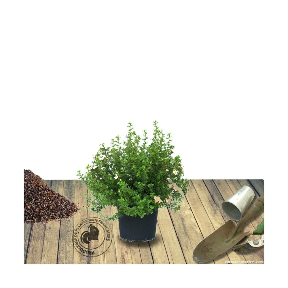 Potentille Fruticosa Red Ace/pot De 3l - 40/60 Cm 3 Potentille Fruticosa Red Ace/pot De 3l - 40/60 Cm