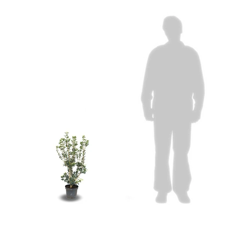 Osmanthe Heterophyllus/pot De 3l - 40/60 Cm 4 Osmanthe Heterophyllus/pot De 3l - 40/60 Cm – Image 2