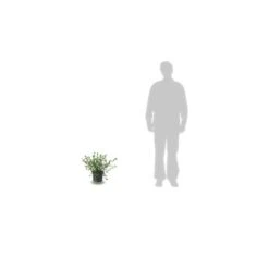 Ceanothe Delilianus Gloire De Versailles/pot De 7,5l - 40/60 Cm -VIDAXL Soldes Magasin 63f4ba249eb851.10269201