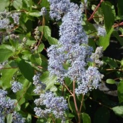 Ceanothe Delilianus Gloire De Versailles/pot De 7,5l - 40/60 Cm