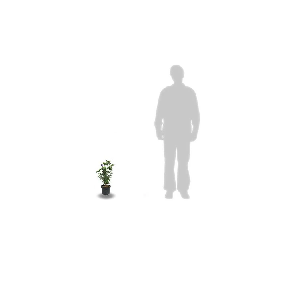 Hibiscus Syriacus French Cabaret® Red 'mindour1'/pot De 4l 4 Hibiscus Syriacus French Cabaret® Red 'mindour1'/pot De 4l – Image 2