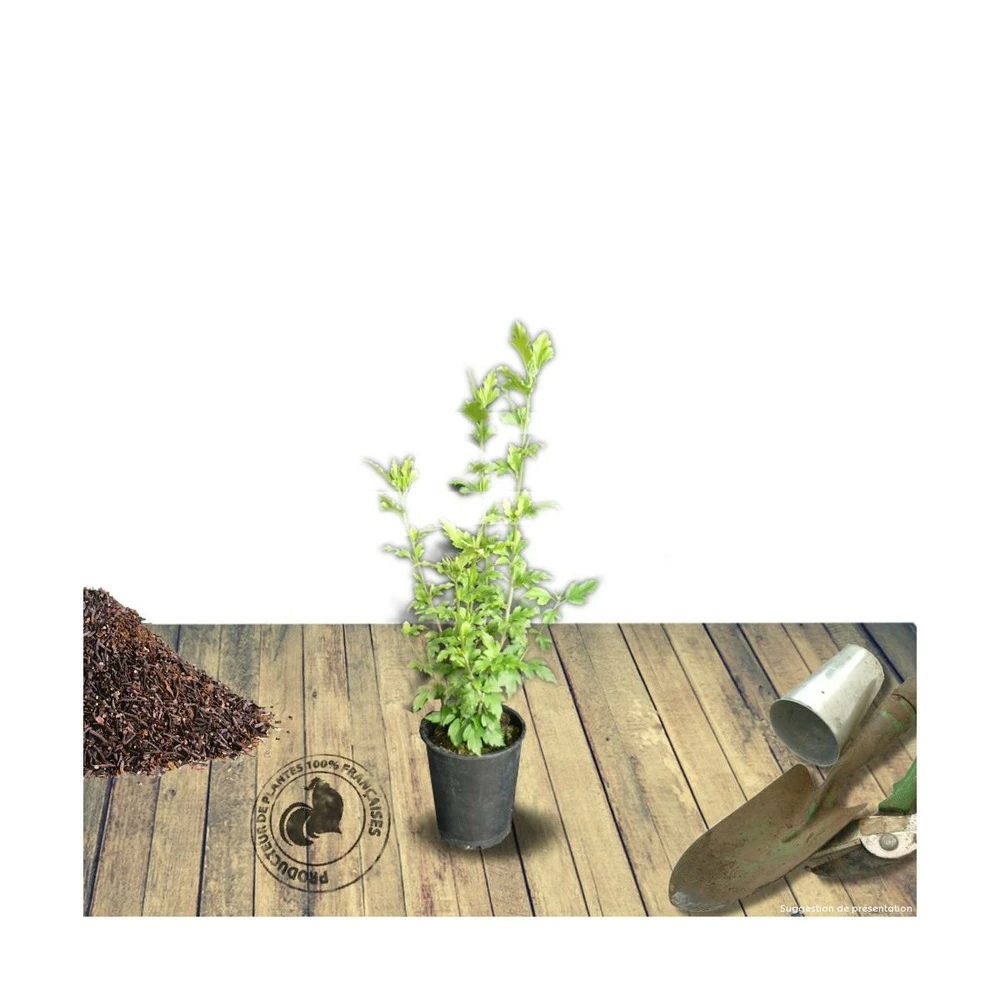 Hibiscus Syriacus French Cabaret® Red 'mindour1'/pot De 4l 3 Hibiscus Syriacus French Cabaret® Red 'mindour1'/pot De 4l