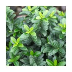 Fusain Du Japon Japonicus Microphyllus/pot De 3l - 40/60 Cm -VIDAXL Soldes Magasin 63f4ba3ecb1b40.37435477