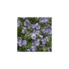 Hibiscus Syriacus Blue Chiffon® 'notwoodthree'/pot De 4l - 40/60 Cm 1 Hibiscus Syriacus Blue Chiffon® 'notwoodthree'/pot De 4l - 40/60 Cm -VIDAXL Soldes Magasin 63f4ba450d4558.05255498