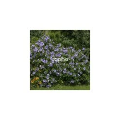 Hibiscus Syriacus Blue Chiffon® 'notwoodthree'/pot De 4l - 40/60 Cm -VIDAXL Soldes Magasin 63f4ba45123893.71488894