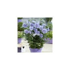 Hibiscus Syriacus Blue Chiffon® 'notwoodthree'/pot De 4l - 40/60 Cm -VIDAXL Soldes Magasin 63f4ba4515fc43.50272866
