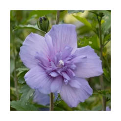 Hibiscus Syriacus Blue Chiffon® 'notwoodthree'/pot De 4l - 40/60 Cm -VIDAXL Soldes Magasin 63f4ba453a9a03.76407787