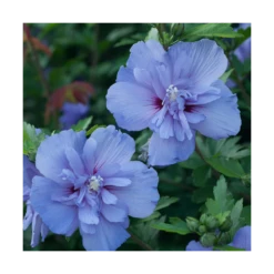 Hibiscus Syriacus Blue Chiffon® 'notwoodthree'/pot De 4l - 40/60 Cm -VIDAXL Soldes Magasin 63f4ba4550a197.01377862