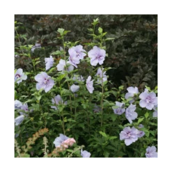 Hibiscus Syriacus Blue Chiffon® 'notwoodthree'/pot De 4l - 40/60 Cm -VIDAXL Soldes Magasin 63f4ba456362a6.44329061