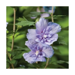 Hibiscus Syriacus Blue Chiffon® 'notwoodthree'/pot De 4l - 40/60 Cm -VIDAXL Soldes Magasin 63f4ba45703d64.19434231