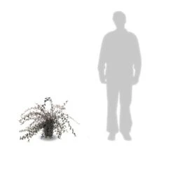 Cotoneaster Lacteus/pot De 3l - 40/60 Cm -VIDAXL Soldes Magasin 63f4ba6ae73968.45907339