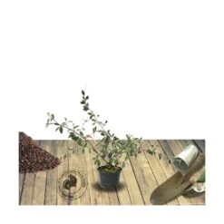 Cotoneaster Lacteus/pot De 3l - 40/60 Cm -VIDAXL Soldes Magasin 63f4ba6b0a6a27.99695147
