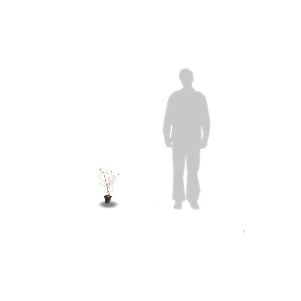 Cornouiller Soyeux Stolonifera Kelsey/pot De 4l - 40/60 Cm 5 Cornouiller Soyeux Stolonifera Kelsey/pot De 4l - 40/60 Cm – Image 3