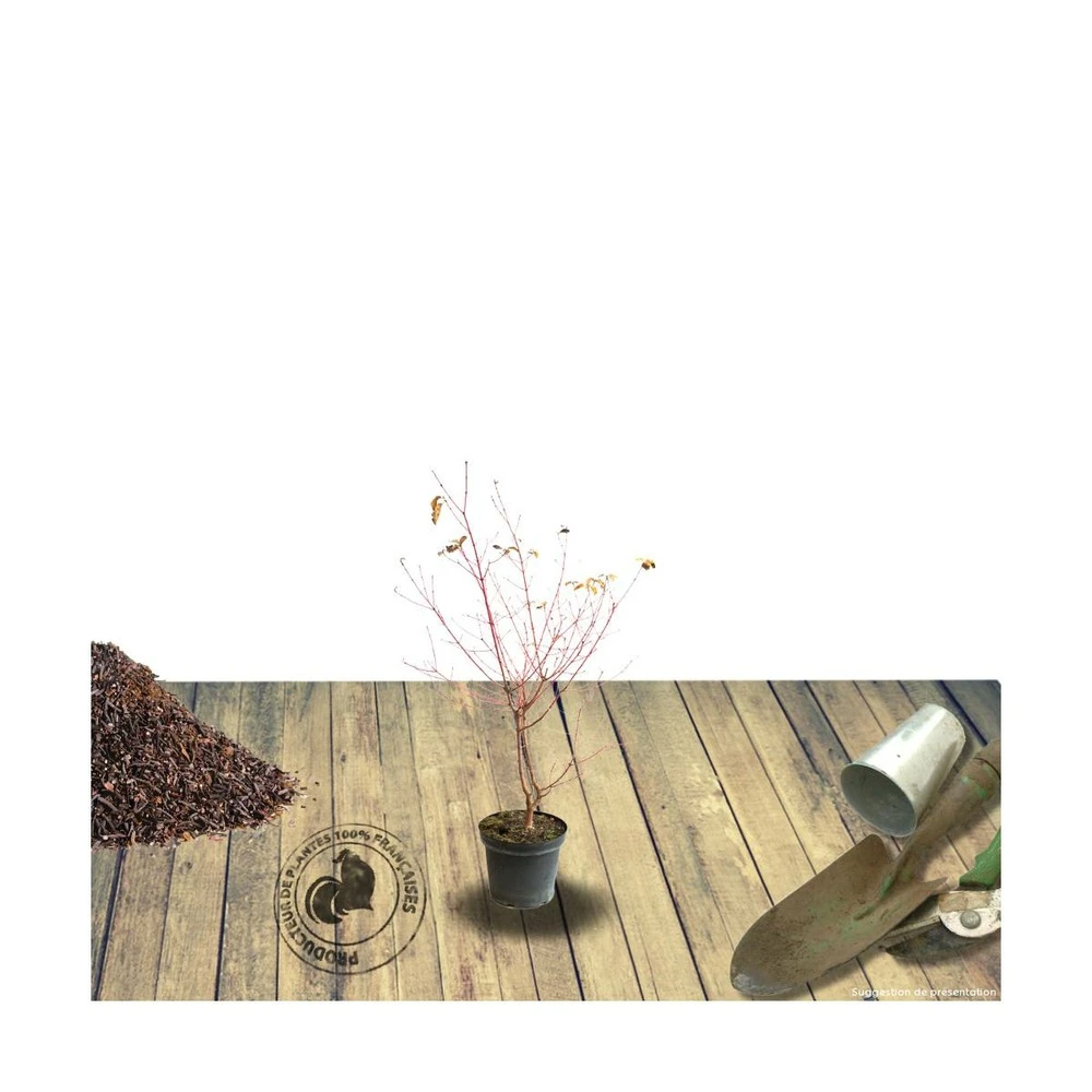 Cornouiller Soyeux Stolonifera Kelsey/pot De 4l - 40/60 Cm 4 Cornouiller Soyeux Stolonifera Kelsey/pot De 4l - 40/60 Cm – Image 2