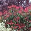 Photinia X Fraseri Red Robin/pot De 5l - 80/100 Cm -VIDAXL Soldes Magasin 63f4bba97310c6.06441377