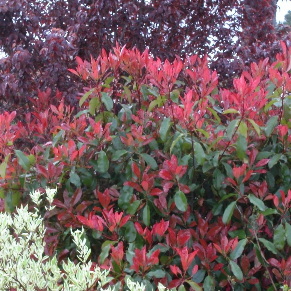 Photinia X Fraseri Red Robin/pot De 5l - 80/100 Cm 3 Photinia X Fraseri Red Robin/pot De 5l - 80/100 Cm
