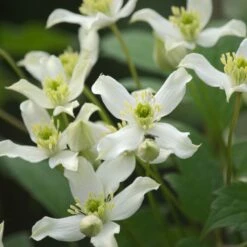 VIDAXL Soldes Magasin 66 Clématite Montana Wilsonii/pot De 1,5l