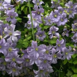 Clématite Prince Charles/pot De 3l - Echelle Bambou 60/120 Cm