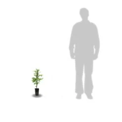 Bignone X Tagliabuana Indian Summer® 'kudian'/pot De 1l - Tuteur 60 Cm -VIDAXL Soldes Magasin 63f4cd7bf37ff9.83654931