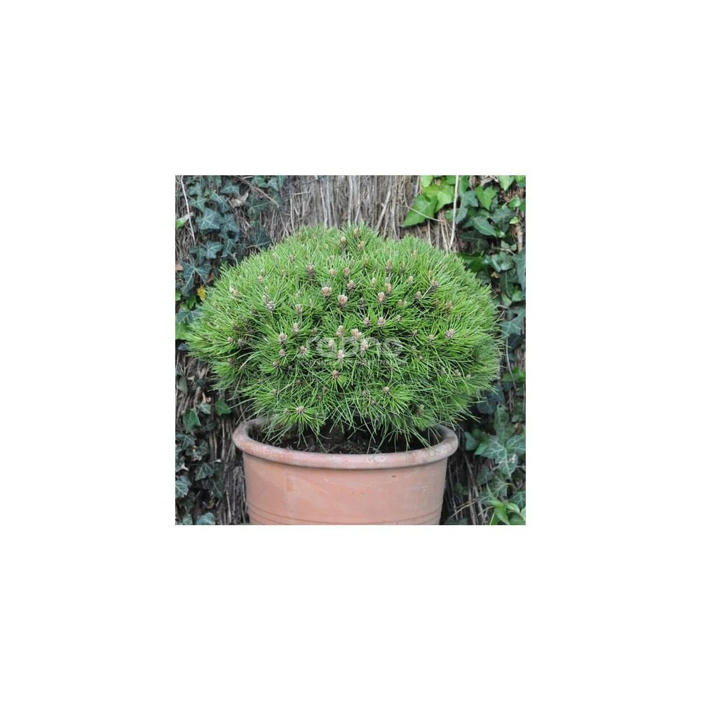 Pin Noir Nigra Marie Bregeon®/pot De 3l - 20/40 Cm 3 Pin Noir Nigra Marie Bregeon®/pot De 3l - 20/40 Cm