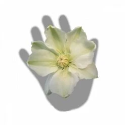 Clématite Guernsey Cream/pot De 3l - Echelle Bambou 60/120 Cm -VIDAXL Soldes Magasin 63f4ced88baef3.65976902