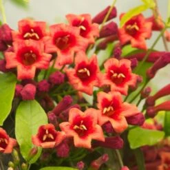 Bignone Capreolata Atrosanguinea/pot De 1,5l - Tuteur Bambou 30/60 Cm -VIDAXL Soldes Magasin 63f4cef710d0e6.83953406