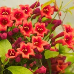 Bignone Capreolata Atrosanguinea/pot De 1,5l - Tuteur Bambou 30/60 Cm -VIDAXL Soldes Magasin 63f4cef71c4477.98385403