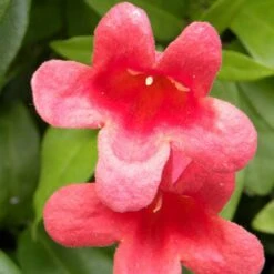 Bignone Capreolata Atrosanguinea/pot De 1,5l - Tuteur Bambou 30/60 Cm -VIDAXL Soldes Magasin 63f4cef73d4be0.20747155