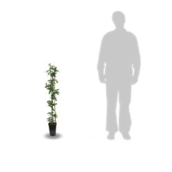 Passiflore Caerulea/pot De 3l - Echelle Bambou 60/120 Cm -VIDAXL Soldes Magasin 63f4cf412a9e74.46079623