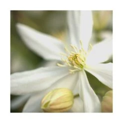 Clématite Armandii Enham Star/pot De 3l - Echelle Bambou 60/120 Cm -VIDAXL Soldes Magasin 63f4cf57cb7a80.14285046