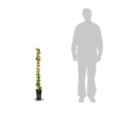 Jasmin étoilé Jasminoïdes/pot De 3l - Echelle Bambou 60/120 Cm 7 Jasmin étoilé Jasminoïdes/pot De 3l - Echelle Bambou 60/120 Cm -VIDAXL Soldes Magasin 63f4cf639b70b1.42780413