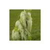 Glycine Du Japon Floribunda Alba/pot De 3l - Echelle Bambou 60/120 Cm -VIDAXL Soldes Magasin 63f4cf8f6fee21.18424136