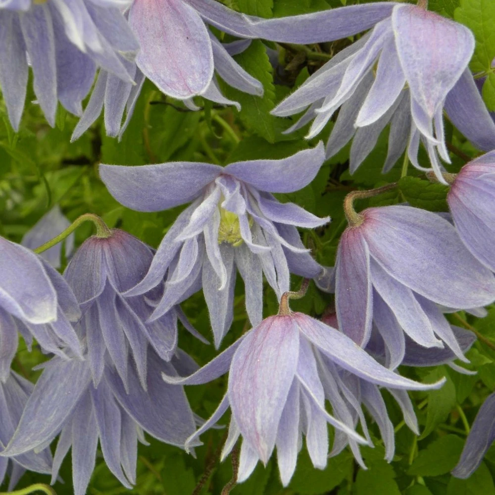 Clématite Macropetala/pot De 3l - Echelle Bambou 60/120 Cm 3 Clématite Macropetala/pot De 3l - Echelle Bambou 60/120 Cm