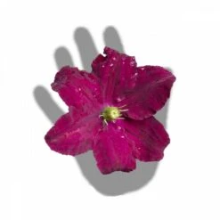 Clématite Niobe/pot De 3l - Echelle Bambou 60/120 Cm 9 Clématite Niobe/pot De 3l - Echelle Bambou 60/120 Cm -VIDAXL Soldes Magasin 63f4cfc92b9b23.91620428