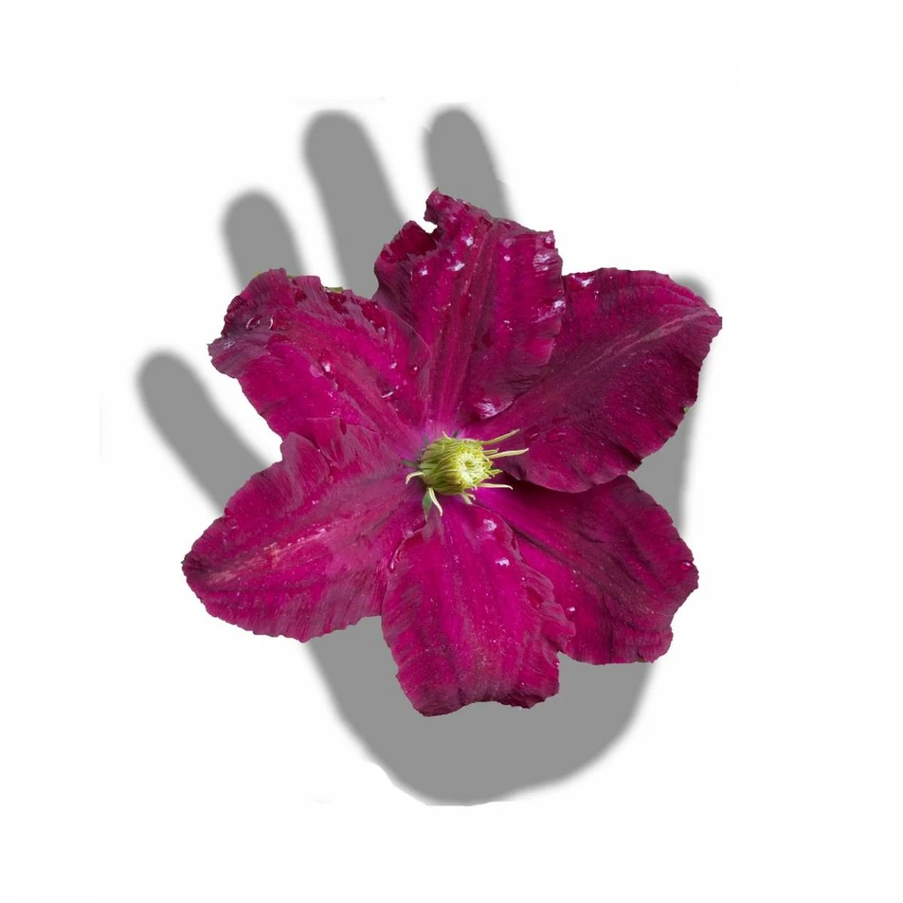 Clématite Niobe/pot De 3l - Echelle Bambou 60/120 Cm 6 Clématite Niobe/pot De 3l - Echelle Bambou 60/120 Cm – Image 4