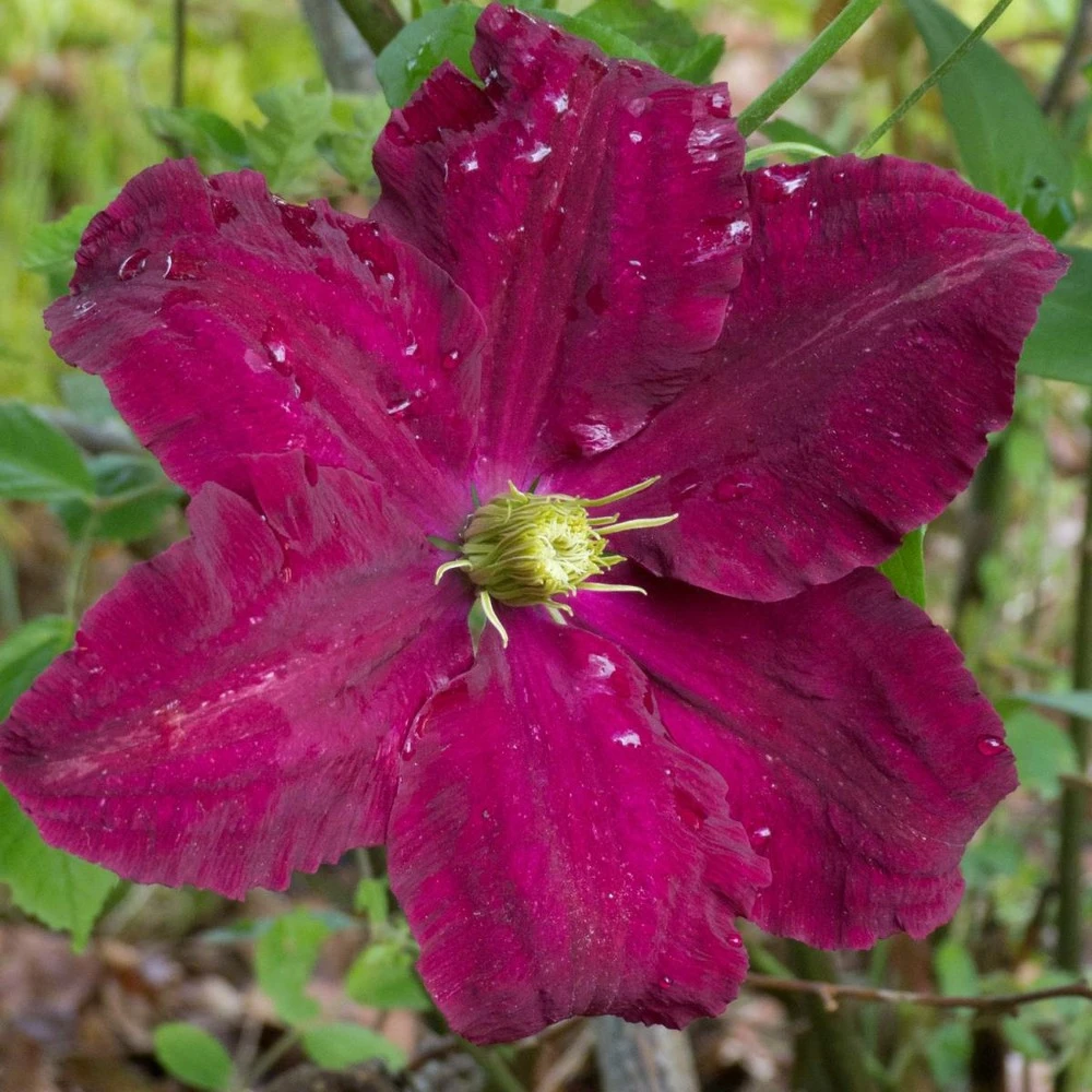 Clématite Niobe/pot De 3l - Echelle Bambou 60/120 Cm 3 Clématite Niobe/pot De 3l - Echelle Bambou 60/120 Cm