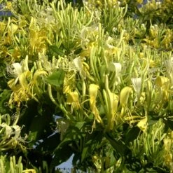 Chèvrefeuille Similis Var. Delavayi/pot De 3l - Echelle Bambou 60/120 Cm