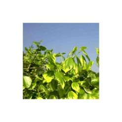 Lierre Des Colchide Colchica Dentata Variegata/pot De 3l - Echelle Bambou 60/120 Cm -VIDAXL Soldes Magasin 63f4cfeaeaa613.37860565