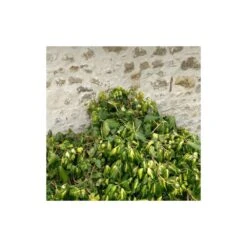 Lierre Des Colchide Colchica Dentata Variegata/pot De 3l - Echelle Bambou 60/120 Cm -VIDAXL Soldes Magasin 63f4cfeaedea79.37613932
