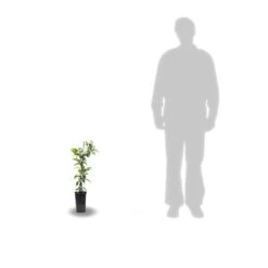 Clématite Florida Cassis™ 'evipo020'/pot De 1,5l - Tuteur Bambou 30/60 Cm -VIDAXL Soldes Magasin 63f4d0025315b3.66147040