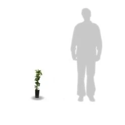 Chèvrefeuille Japonica Hall's Prolific/pot De 1,5l - Tuteur Bambou 30/60 Cm -VIDAXL Soldes Magasin 63f4d010891aa4.12503587