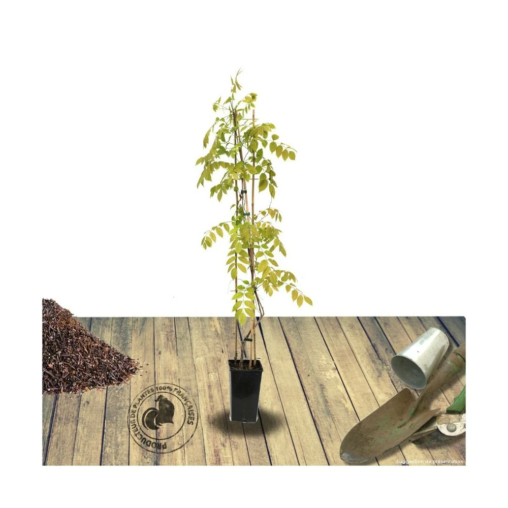 Glycine De Chine Sinensis/pot De 3l - Echelle Bambou 60/120 Cm 6 Glycine De Chine Sinensis/pot De 3l - Echelle Bambou 60/120 Cm – Image 4