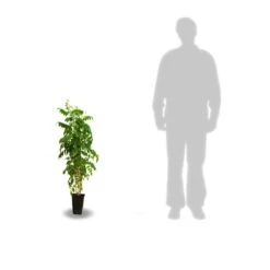 Glycine De Chine Sinensis/pot De 3l - Echelle Bambou 60/120 Cm 11 Glycine De Chine Sinensis/pot De 3l - Echelle Bambou 60/120 Cm -VIDAXL Soldes Magasin 63f4d035e92018.36906700