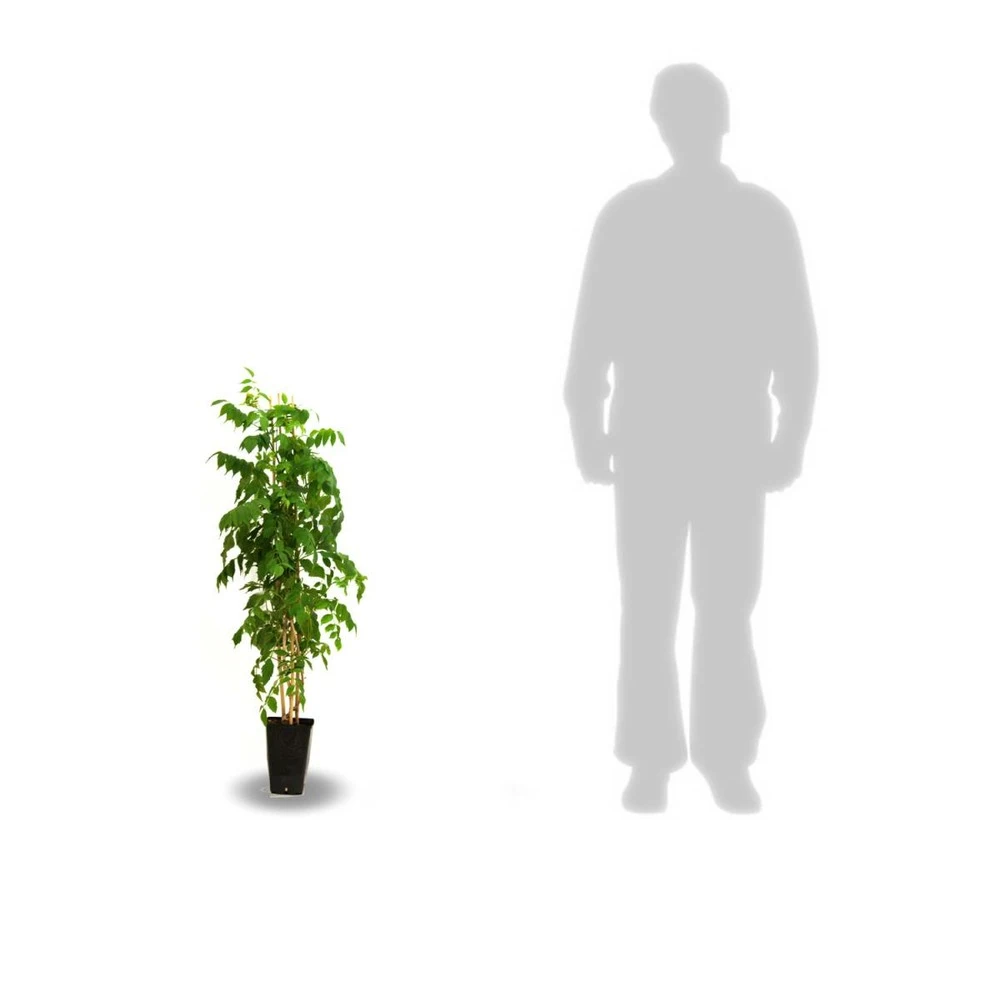 Glycine De Chine Sinensis/pot De 3l - Echelle Bambou 60/120 Cm 7 Glycine De Chine Sinensis/pot De 3l - Echelle Bambou 60/120 Cm – Image 5