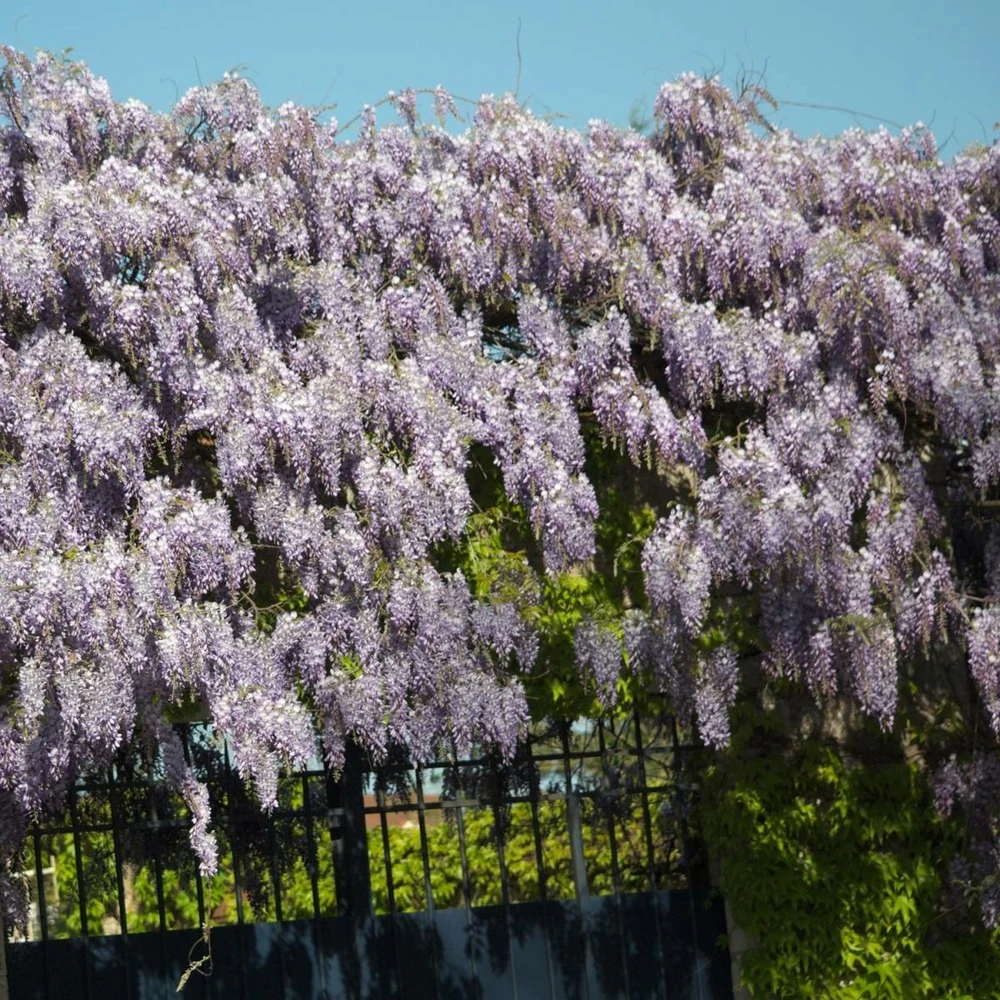 Glycine De Chine Sinensis/pot De 3l - Echelle Bambou 60/120 Cm 3 Glycine De Chine Sinensis/pot De 3l - Echelle Bambou 60/120 Cm