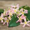 Jasmin étoilé Asiaticum Pink Showers®/pot De 3l - Echelle Bambou 60/120 Cm -VIDAXL Soldes Magasin 63f4d03bb179d6.27061978