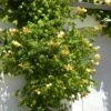 Bignone Radicans Yellow Trumpet/pot De 1l - Tuteur 60 Cm 1 Bignone Radicans Yellow Trumpet/pot De 1l - Tuteur 60 Cm -VIDAXL Soldes Magasin 63f4d040d9b3f2.58498233
