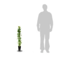 Clématite Hagley Hybrid/pot De 3l - Echelle Bambou 60/120 Cm -VIDAXL Soldes Magasin 63f4d042336bf3.40438184