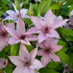 VIDAXL Soldes Magasin 55 Clématite Hagley Hybrid/pot De 3l - Echelle Bambou 60/120 Cm