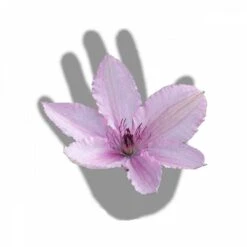 Clématite Hagley Hybrid/pot De 3l - Echelle Bambou 60/120 Cm -VIDAXL Soldes Magasin 63f4d042424208.54318118